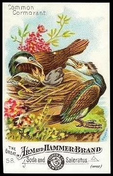 58 Common Cormorant